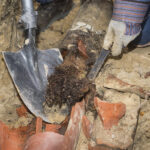 Signs Your Allentown Area Sewer Line Has Tree Root Intrusion This Fall