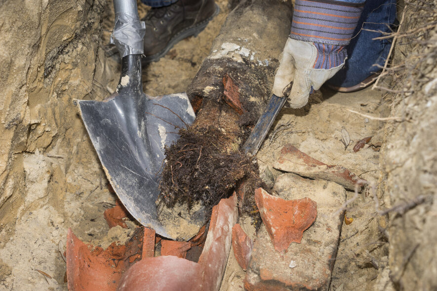 Signs Your Allentown Area Sewer Line Has Tree Root Intrusion This Fall